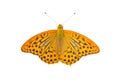 An orange butterfly with black spots Argynnis aglaja and outstretched wings in a top view, isolated on a white background Royalty Free Stock Photo