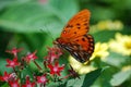 An orange spotted butterfly sitting on top of a red floret flower.