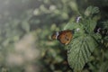 Orange butterfly with black and white spots sitting on green leaf Royalty Free Stock Photo