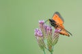 Orange butterfly on bunch of wild flowers Royalty Free Stock Photo