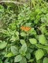 Orange butterfly colorful hd photo