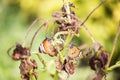 orange butterfly couple on dry flower at spring