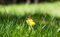 Orange butterfly on a dandelion yellow flower Royalty Free Stock Photo