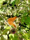 Orange butterfly on dispel Royalty Free Stock Photo