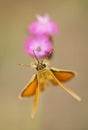 Orange butterfly drinking nectar on pink flower Royalty Free Stock Photo