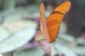 Butterfly Facing Forward Royalty Free Stock Photo