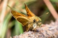 Orange butterfly in family Hesperiidae - European skipper - closeup Royalty Free Stock Photo