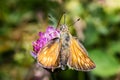 Orange butterfly in family Hesperiidae - European skipper - closeup Royalty Free Stock Photo