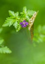 Orange butterfly feeding on flower Royalty Free Stock Photo