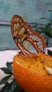 Orange butterfly feeding from an orange slice