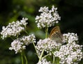 Orange butterfly `field mother of pearl` sits on a white flower