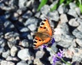 Orange butterfly on flower Royalty Free Stock Photo