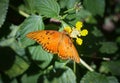 Orange Butterfly on a Flower