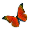 Orange Butterfly