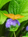 Orange butterfly in the fuerst pueckler park in bad muskau Royalty Free Stock Photo