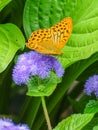 Orange butterfly in the fuerst pueckler park in bad muskau Royalty Free Stock Photo