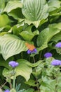 Orange butterfly in the fuerst pueckler park in bad muskau Royalty Free Stock Photo