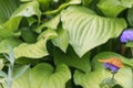 Orange butterfly in the fuerst pueckler park in bad muskau Royalty Free Stock Photo