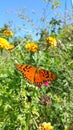 Orange butterfly