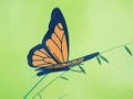 Orange Butterfly Graphic