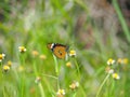 Orange butterfly on grass flower white yellow. Blur the natural background in green tones. Royalty Free Stock Photo