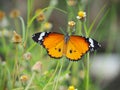 Orange butterfly on grass flower white yellow. Blur the natural background in green tones. Royalty Free Stock Photo