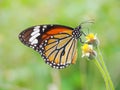 Orange butterfly on grass flower white yellow. Blur the natural background in green tones. Royalty Free Stock Photo