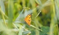 Orange butterfly on the grass Insect animal Royalty Free Stock Photo