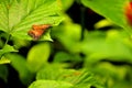 Orange butterfly on green leaf