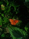 orange butterfly and green leaves Royalty Free Stock Photo