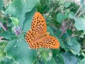 Orange butterfly on green leaves Royalty Free Stock Photo