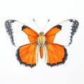 Orange Butterfly: Indonesian Art Inspired Painting On White Background Royalty Free Stock Photo
