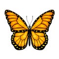 Orange butterfly Royalty Free Stock Photo