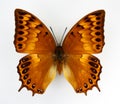 Orange butterfly isolated on white. Charaxes latona female macro close up, collection butterflies