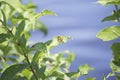 Orange Butterfly on Lakeshore Plant Royalty Free Stock Photo