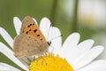 Orange butterfly on a large daisy in Southampton Old Cemetery Royalty Free Stock Photo