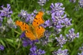 Orange butterfly on lavender flower