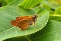 Orange butterfly on a leaf macro shot - closeup furry butterfly - yellow moth