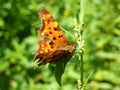 Orange butterfly on a leaf Royalty Free Stock Photo