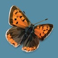 Orange butterfly low polygon