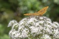 Orange butterfly in macro view