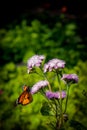 Orange Butterfly named Danaus Genutia. A macro shot.