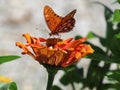 Orange Butterfly