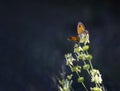 An orange butterfly with open wings on a green flower, about to start flying, on an unfocused dark blue background, copy space