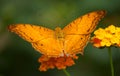 Orange butterfly on orange lantana in a tropical gree Royalty Free Stock Photo