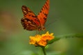 Orange butterfly on orange lantana in a tropical gree