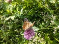 Orange butterfly peacock lepidoptera on clover Royalty Free Stock Photo