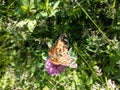 Orange butterfly peacock lepidoptera on clover Royalty Free Stock Photo