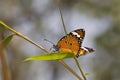 Orange Butterfly