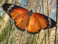 Orange butterfly perched on grass